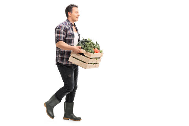 istock Farmer carrying a crate full of vegetables 514270422
