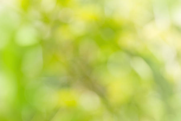 istock Natural green bright blur background of  forest 514270689