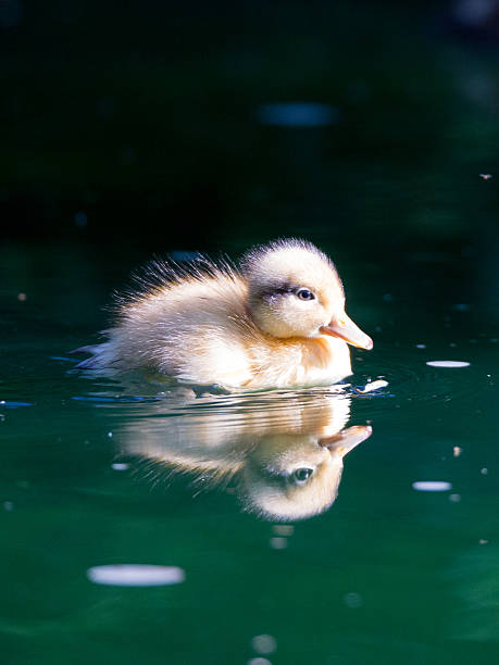 istock Baby Duck Reflection in Pond Mallard Duckling 514270717