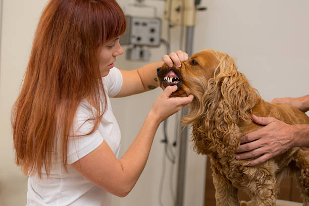 istock female vet checking dogs teeth 514271004