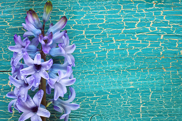 Blue hyacinth flower on wooden turquoise plank