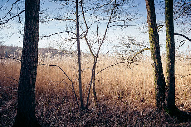 Wild, dry scrub on the meadow. Sunlight through the trees.