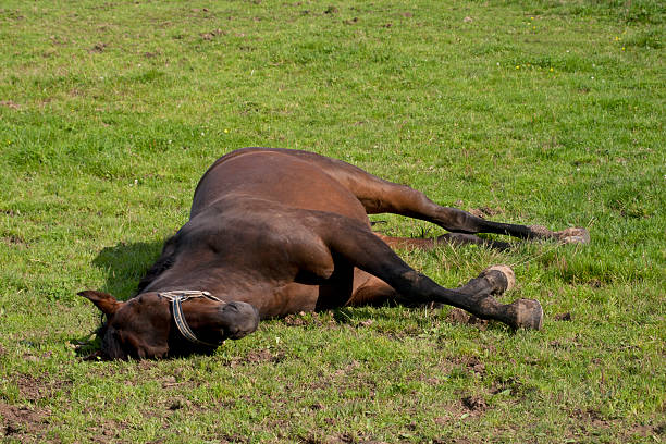 pferd schläft auf der koppel - schlafend imagens e fotografias de stock