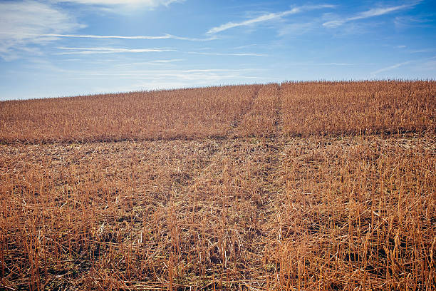 istock View of the field with stubble. 514271926
