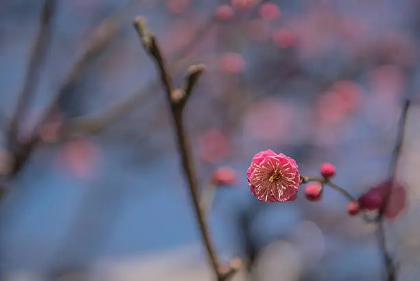Japanese plum-blossom (ume), pink flower, Ueno, Tokyo, Japan
