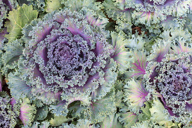 istock Red cabbages in the agriculture fields. Close up red cabbage. 514272488