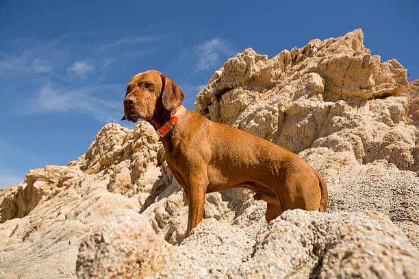 istock golden dog with cliff in background 514272527