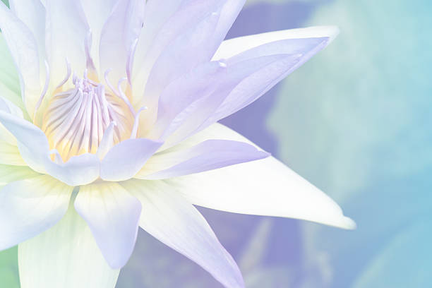 istock lotus flower soft focus with pastel tones 514272893