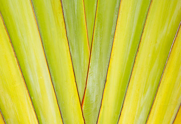 istock texture and pattern detail banana fan 514273241