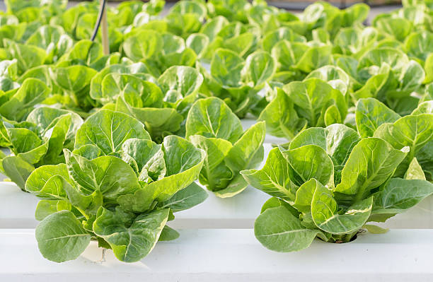 istock Hydroponic vegetable is planted in a garden. 514273670