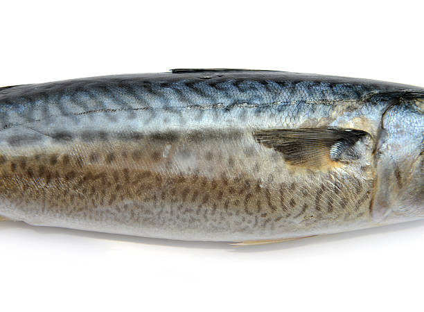 istock Closeup of Fresh fish Mackerel, tuna, saba 514274087