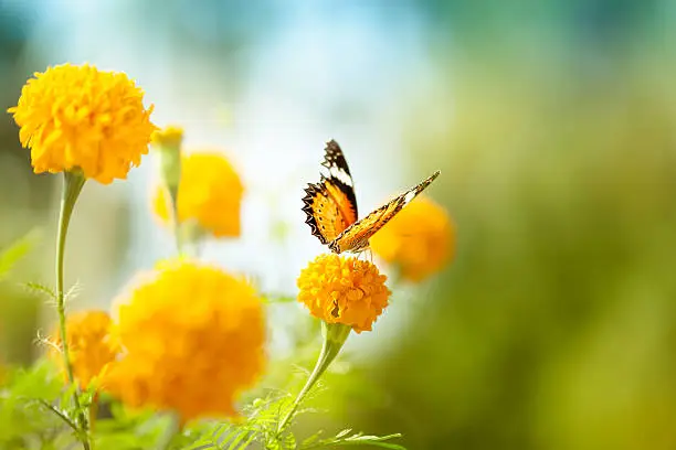 Photo of Butterfly on daisy flower, close-up