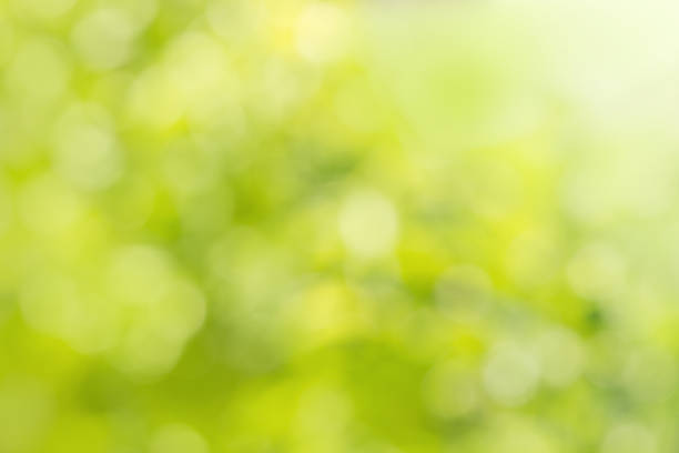 istock Natural green bright blur background of  nature leaf 514274389