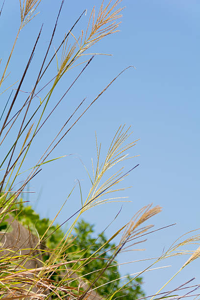 istock Japanese pampas grass (Miscanthus sinensis) silver grass zebra grass 514274639