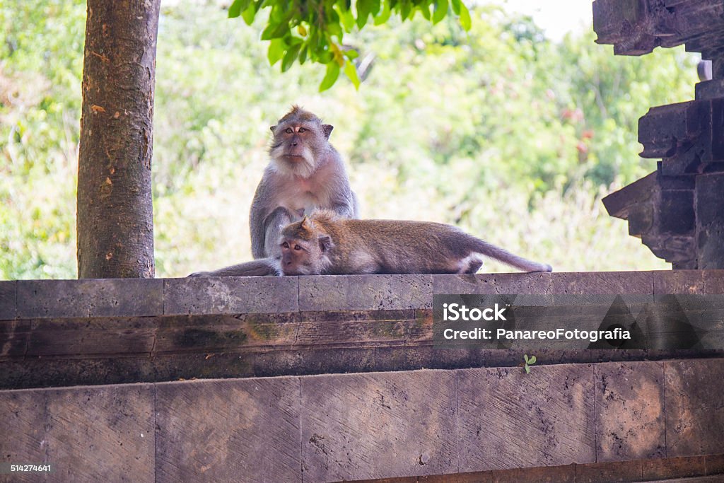 Monkeys on the wall in Bali Padang Padang, a delightful resort situated in the west of the peninsula of Kuta Seletan, is one of the most sought after by surfers in search of big waves. At the top of the cliff, before the descent to the beach, you will find the wonderful Hindu temple: here the monkeys in semi-wild state have chosen the temple and the surrounding forest as their home.  Bali Stock Photo