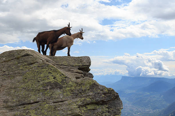 istock Chamois watching into the distance 514274873