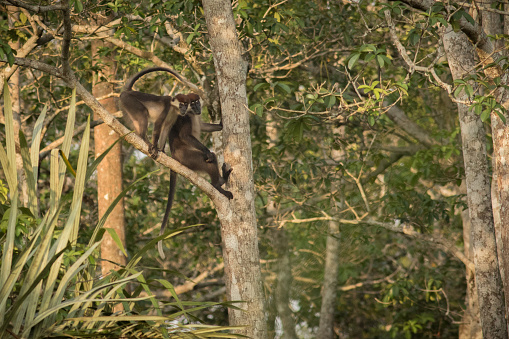 De Brazza's Monkey on a tree in african congo