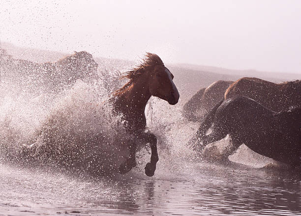 istock Morning of The Ulan integration grassland 514274953