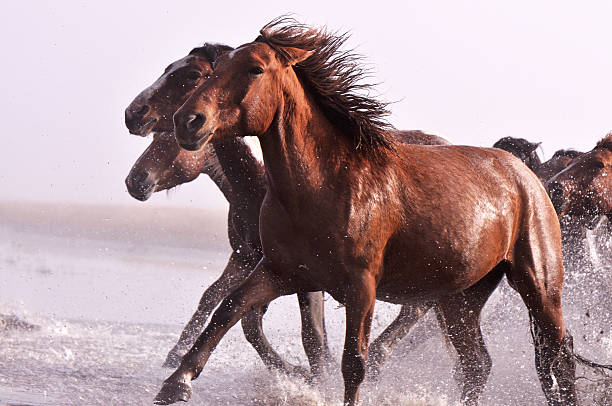 istock Morning of The Ulan integration grassland 514274959