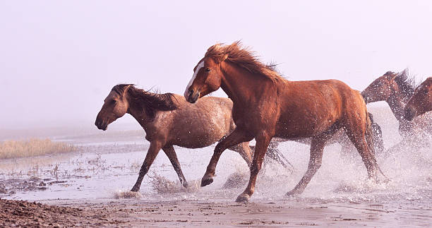 istock Morning of The Ulan integration grassland 514274967
