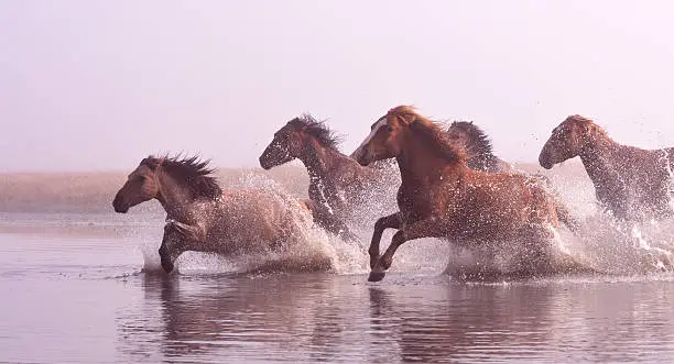 Photo of Morning of The Ulan integration grassland