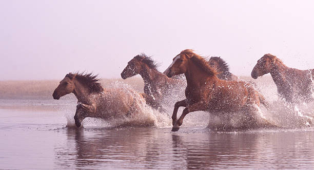 manhã de ulan integração grassland - running horses - fotografias e filmes do acervo