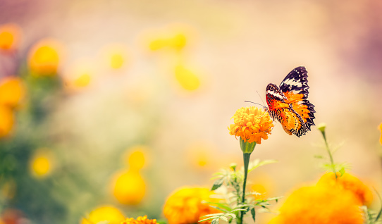 The fiery chervonets, . Orange small butterfly on yellow flowers in the garden. banner. Free space for your inscriptions and other images