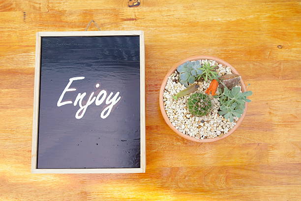 cactus and flaming katy in pot with brown background