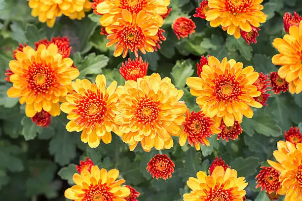 yellow daisy flower,background of the flowers