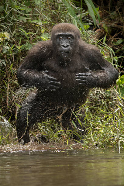 под угрозой исчезновения низменность горилла угрожает людей в африке конго - gorilla west monkey wildlife стоковые фото и изображения