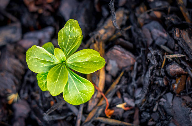small green plant growing on wooden bark chips