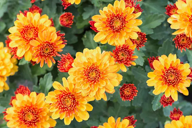 yellow daisy flower,background of the flowers