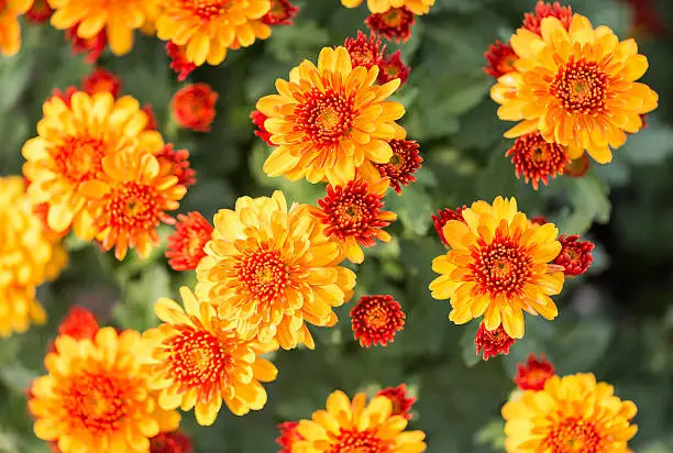 yellow daisy flower,background of the flowers