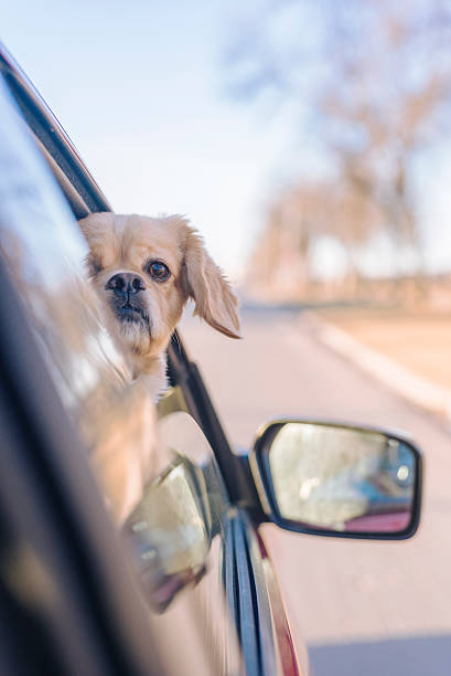 istock puppy dog with head out window during spring car ride 514277240