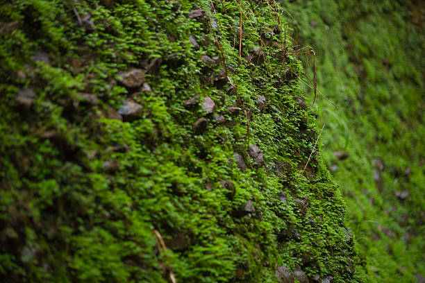istock Wet green moss on old stone wall background. 514277266