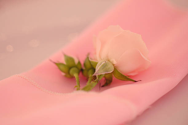istock pink rose on a pink napkin 514278334