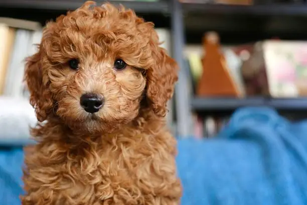 Baby dog poodle portrait