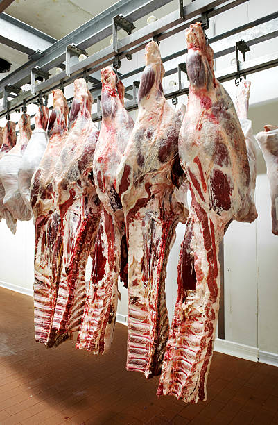 fila de carne fresca se cuelga en la unidad de refrigeración - haunch fotografías e imágenes de stock