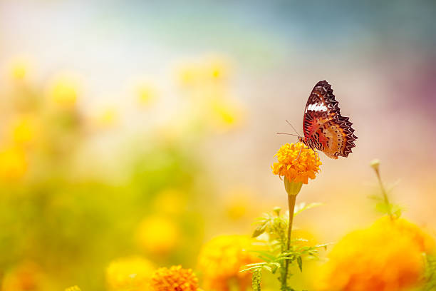 istock Butterfly on daisy flower, close-up 514278830