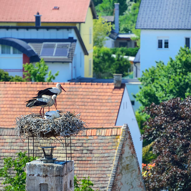 familie storch und im nido im burgenland - dachschindel foto e immagini stock