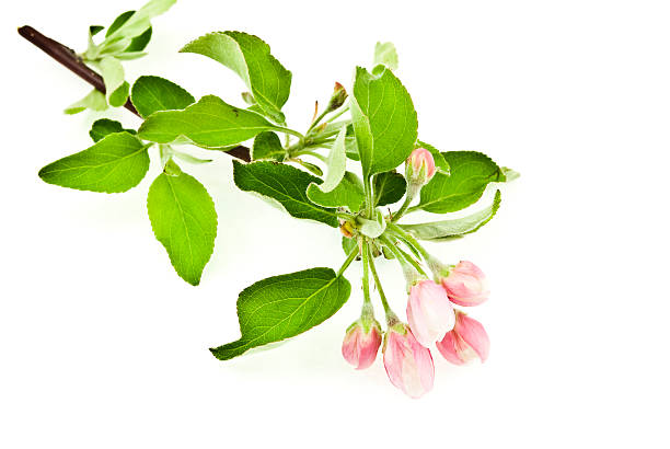 istock Branch apple blossom on white background 514280024