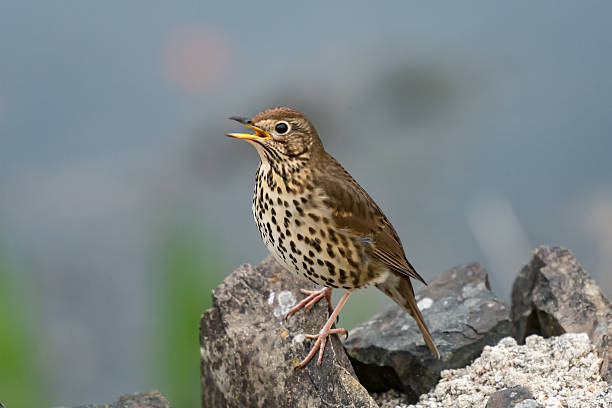 zorzal canta en primavera canción - thrush fotografías e imágenes de stock