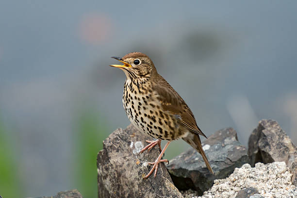 Song thrush singing in Spring Song thrush (Turdus philomelos) singing on a Spring morning. North Devon, UK. April birdsong photos stock pictures, royalty-free photos & images