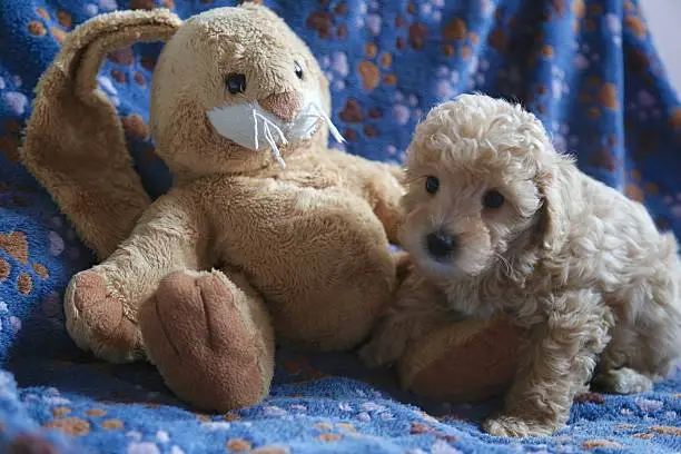 Babydog poodle and plush