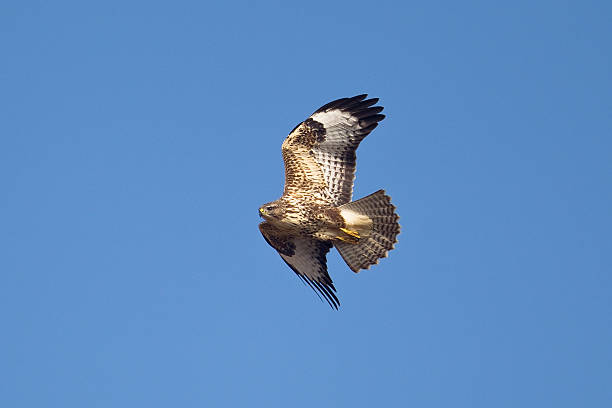 águia-de-comum ou em voo - eurasian buzzard imagens e fotografias de stock