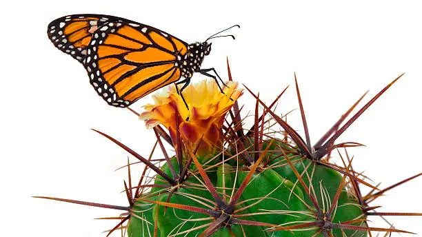 Cactus with blossom and butterfly.