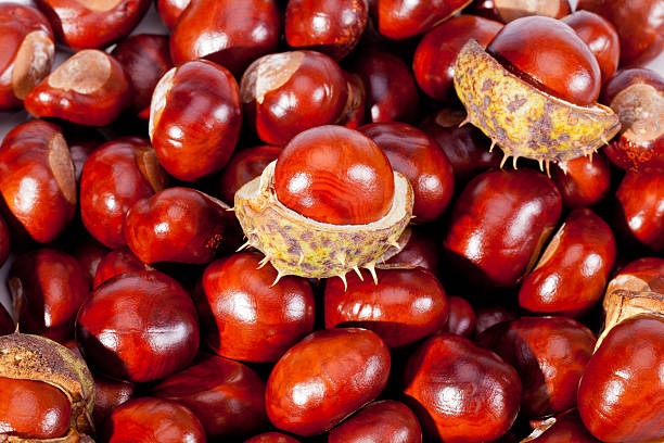 istock background of young chestnuts macro 514296233