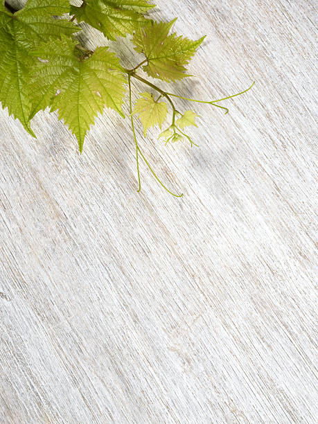 Uva hojas sobre fondo de madera - foto de stock