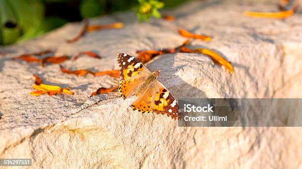 Butterfly Enjoy The Last Sunray In Autumne Stock Photo - Download Image Now - Autumn, Backgrounds, Bright
