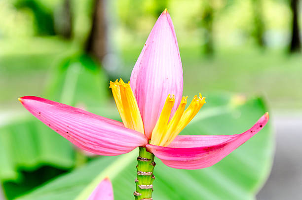 istock Pink Banana flower with soft green background 514298069
